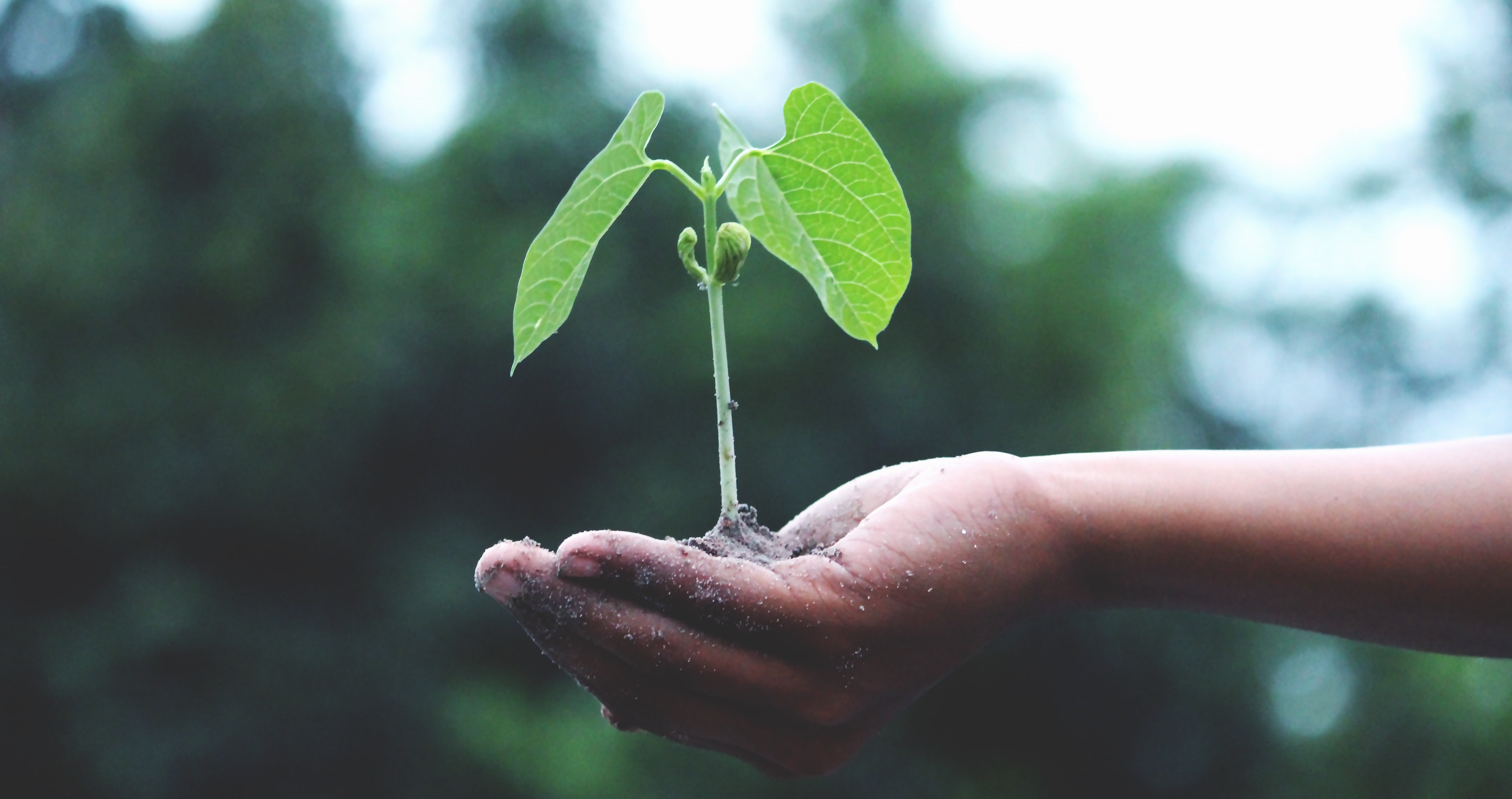 agriculture-growth-hand-1072824